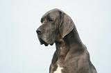 DOGUE ALLEMAND 439